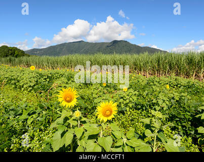 A field of sunflowers (Heliantus) in front of a sugarcane crop, near Cairns, Far North Queensland, FNQ, QLD, Australia Stock Photo