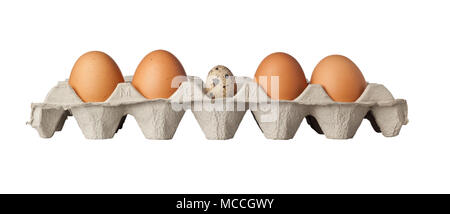 A quail egg in the middle of a tray of eggs isolated on white background Stock Photo