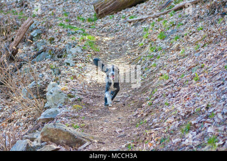 Black and white fuzzy pup runs free in the forest trail Stock Photo