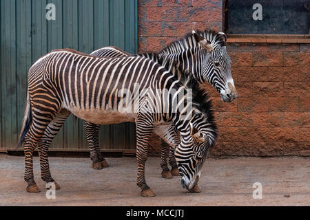 The Grevy's zebra (Equus grevyi), also known as the imperial zebra, is the largest living wild equid and the largest and most threatened of the three  Stock Photo