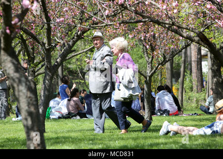 Bucharest, Romania. 15th Apr, 2018. People enjoy the cherry blossom at Herastrau Park in Bucharest, Romania, on April 15, 2018. Credit: Gabriel Petrescu/Xinhua/Alamy Live News Stock Photo