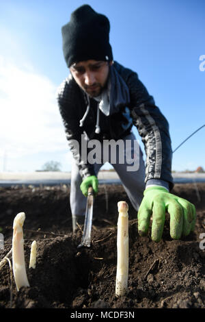 Chlumin, Czech Republic. 14th Apr, 2018. A seasonal farm worker harvests asparagus on a field of a farm in Chlumin, Czech Republic, April 14, 2018. Credit: Ondrej Deml/CTK Photo/Alamy Live News