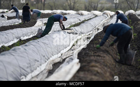 Chlumin, Czech Republic. 14th Apr, 2018. Seasonal farm workers harvest asparagus on a field of a farm in Chlumin, Czech Republic, April 14, 2018. Credit: Ondrej Deml/CTK Photo/Alamy Live News