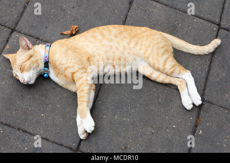Ginger cat asleep on pavement, Bangkok, Thailand Stock Photo