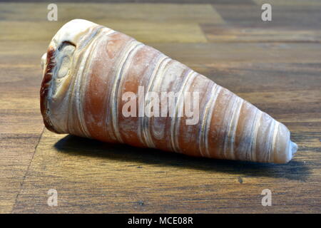 Cone Shell Stock Photo