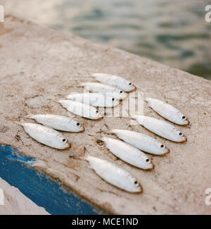 Sardines caught in Cojimar, Cuba on Wednesday, December 2, 2015. The community of Cojimar was the inspiration for Hemingway's novel The Old Man and the Sea. Stock Photo