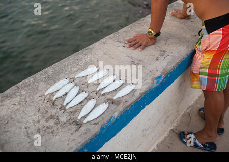 Sardines caught in Cojimar, Cuba on Wednesday, December 2, 2015. The community of Cojimar was the inspiration for Hemingway's novel The Old Man and the Sea. Stock Photo