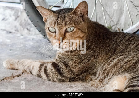 Street cat isolate on background,front view from the top, technical cost-up. Stock Photo