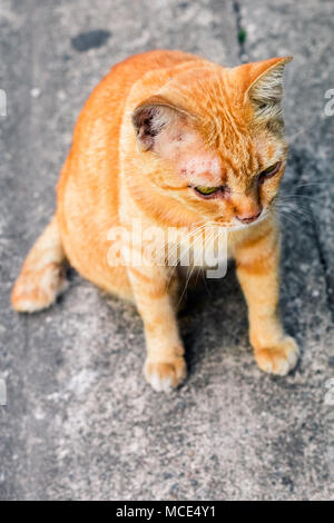 Street cat isolate on background,front view from the top, technical cost-up. Stock Photo