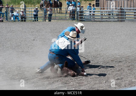 Cowboys round up a calf as part of a mock branding event which was