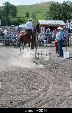 Cowboys round up a calf as part of a mock branding event which was part of the ranch rodeo at the historic Bar U Ranch in Longview, Alberta. Stock Photo