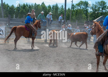 Cowboys round up a calf as part of a mock branding event which was part of the ranch rodeo at the historic Bar U Ranch in Longview, Alberta. Stock Photo