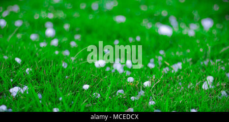 Flakes and balls of ice crystals on green grass after a hail storm appearing scenic in a shallow depth of field landscape image Stock Photo