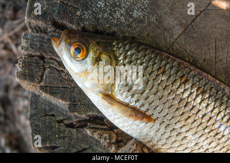 Close up view of single freshwater common rudd fish known as Scardinius erythrophthalmus on the vintage wooden trunk with brown bark. Stock Photo