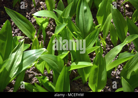 fresh green leaves of a wild garlic in spring Stock Photo