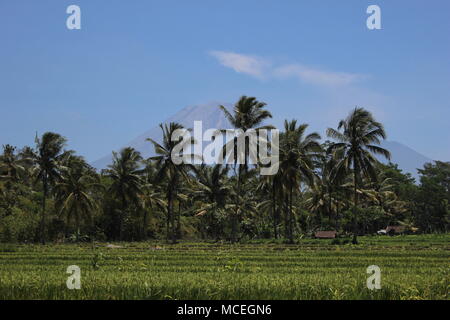 the atmosphere of the rice countryside is green, beautiful and cool in Indonesia Stock Photo