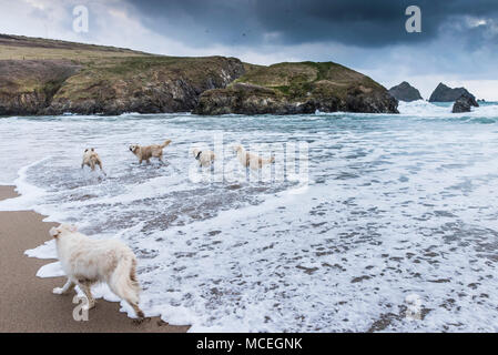 Five Golden Retrievers playing along the shoreline at Holywell Bay beach in Cornwall. Stock Photo