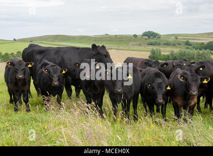 Pedigree Black Aberdeen Angus cows and pedigree black Aberdeen Angus calves grazing in Northumberland. Stock Photo