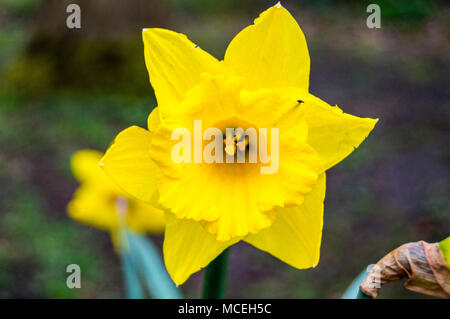 A Beautiful Yellow flower Stock Photo