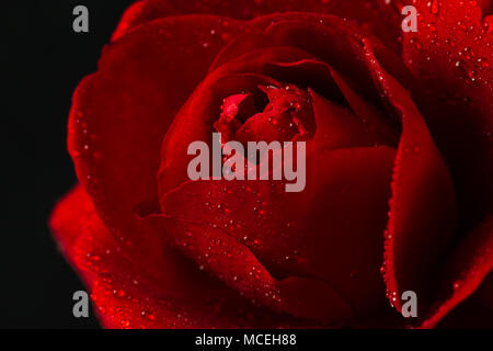 red rose in close up view Stock Photo