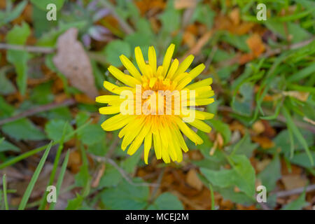 Close-up of the composite flower head of a Dandelion Stock Photo