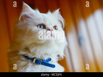 Persian and Turkish Van cats cross breed, white color and  cat with odd eyes Stock Photo