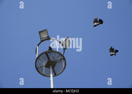 Two crows are dancing next to the electric pole and blue sky on background Stock Photo