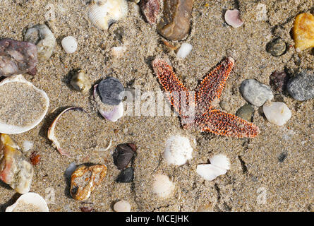 Different empty sea shells and starfish on sand in Marmara Sea Stock Photo