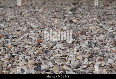 Many different empty sea shells in Marmara Sea Stock Photo