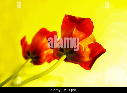 Two red tulips on isolated yellow background Stock Photo