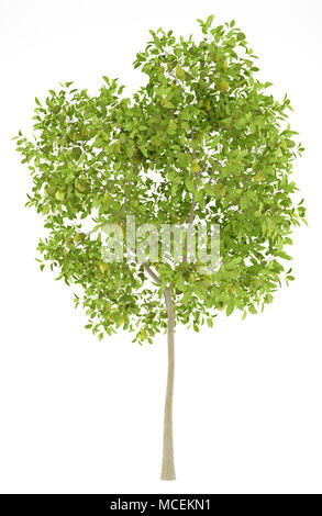 pear tree with pears isolated on white background. 3d illustration Stock Photo