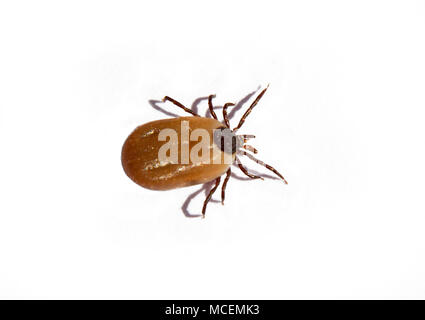 Castor bean tick isolated on white Stock Photo
