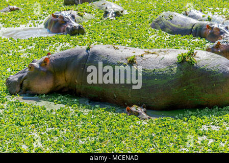 BABY HIPPOPOTAMUS (HIPPOPOTAMUS AMPHIBIUS) RESTING BESIDE MOTHER IN WATER, ZAMBIA Stock Photo