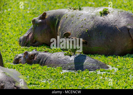 HAMERKOP (SCOPUS UMBRETTA) STANDING ON HIPPOPOTAMUS (HIPPOPOTAMUS AMPHIBIUS) BACK, ZAMBIA Stock Photo