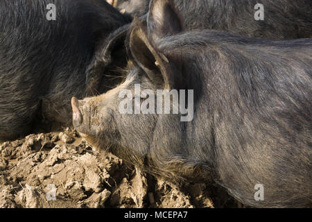 Berkshire pig a rare breed in the UK is mainly black with white ...