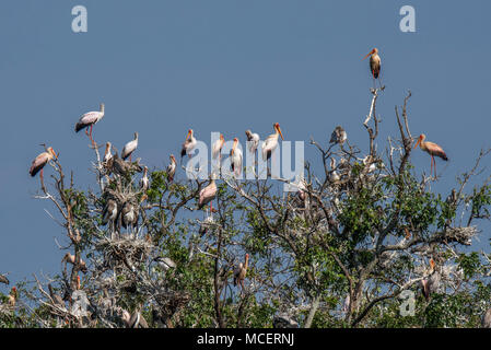 YELLOW-BILLED STORK (MYCTERIA IBIS) ROOKERY IN TREE TOP, LAKE MANYARA NATIONAL PARK, TANZANIA Stock Photo