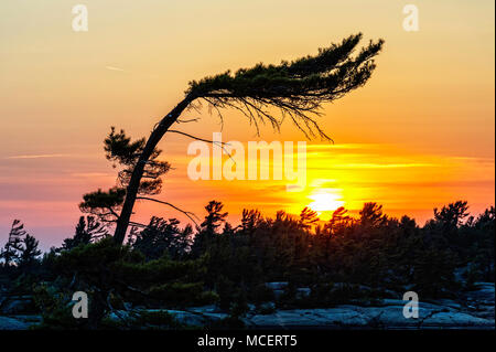 A wind swept pine silhouetted in a golden sunset Stock Photo