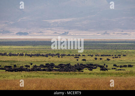 HERD OF AFRICAN CAPE BUFFALO (SYNCERUS CAFFER) AND ONE EASTERN BLACK RHINOCEROS (DICEROS BICORNIS MICHAELI) FEEDING IN NGORONGORO CRATER Stock Photo