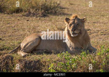 MALE LION (PANTHERA LEO) LAYING DOWN, SERENGETI NATIONAL PARK, TANZANIA Stock Photo