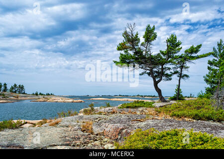 Pine trees growing on the rocky shores of Georgian Bay Stock Photo