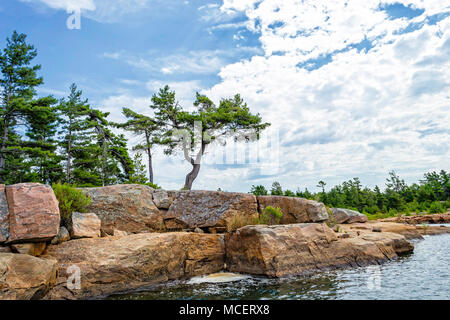 White pine tree on precambrian shield rock on Georgian Bay (Lake Huron ...