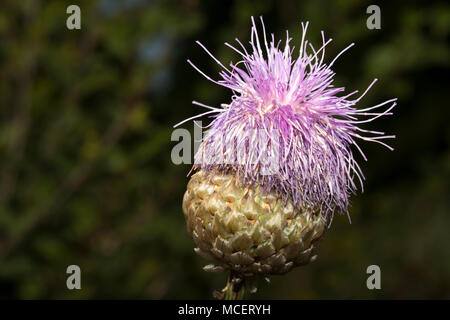 Giant Scabiosa (Rhaponticum scariosum) Stock Photo