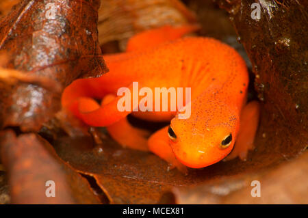 Red eft, Tunxis State Forest, Connecticut Stock Photo