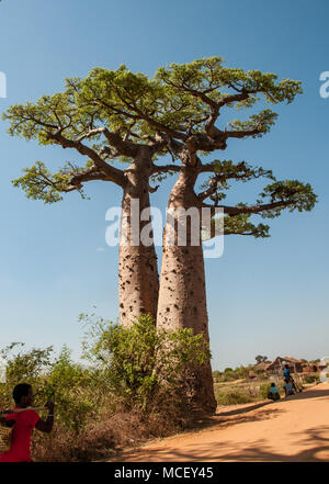 The giant baobabs on the famous Allee des Baobabs in Morondava, Madagascar Stock Photo
