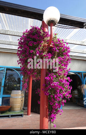 Hanging pink petunia flowers in a basket in Melbourne Australia Stock Photo