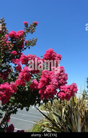 Lagerstroemia or  commonly known as crape myrtle or crepe myrtle against blue sky Stock Photo