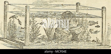 . Fig. 10—Aquasitm. but the addition of minute shell-fish and other small aquatic animals, renders the water clear, and each causes the other to thrive. Some skill and expe- rience are necessary to adjust the proper number or quantity of each, for their best success The Horticulturist, and Journal of Rural Art and Rural taste. York; Mead and Woodward, $2 per annum. Xew The Culturist, Philadelphia, A. M. Spangler Editor, an Agricultural and Horticultural Monthly. 25 cents per annum, with a beautiful premium to every Subscriber. Stock Photo