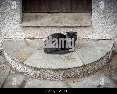 Alone black cat outside the door. Cute cats Stock Photo