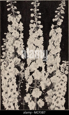 . Dreer's Giant Pacific Hybrids Delphinium - Hardy Larkspur Dreer's Giant Pacific Hybrids This is by far the finest strain of Delphinium in existence today. Magnificent spikes of inspiring beauty with exquisitely formed flowers arranged on strong cane-like stems. Disease resistant. 17-181 Black Knight. This is the darkest violet of all Delphiniums. A very rich color with glistening sheen. 17-180 Blue Bird. This superb new variety has huge spikes set with clear medium blue flowers with white bee. By far the finest of all blue varieties. 17-182 Blue Jay. The bluest of all blue shades ranging fro Stock Photo