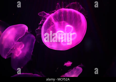 Multicolored jellyfish swim under water Stock Photo - Alamy